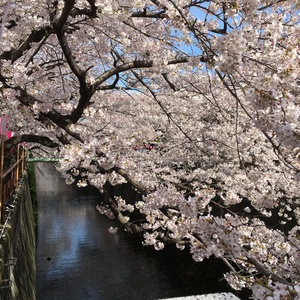 目黒川 桜満開です！