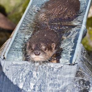 カワウソ！KAWAUSO! 市川動物園！