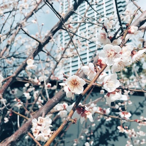 梅が芽吹いていました...