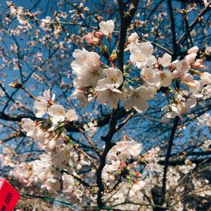 目黒川の桜が満開前