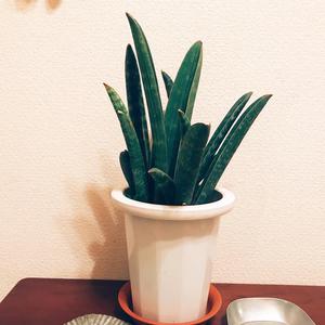 観葉植物を育ててるんです！