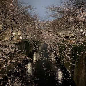 中目黒桜事情