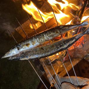 秋刀魚という魚