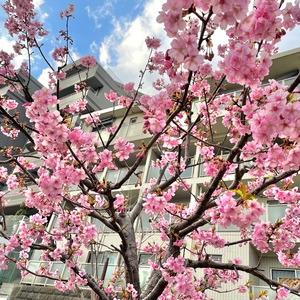 桜が咲いてました！
