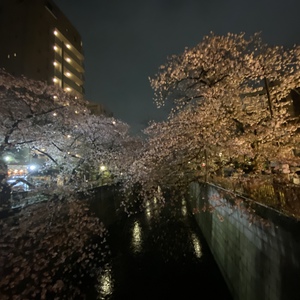 桜終了のお知らせ