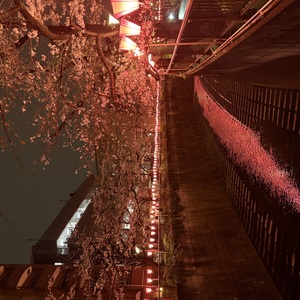 夜桜