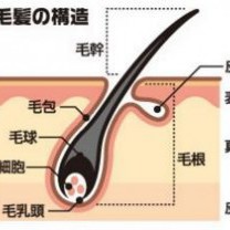 メンズヘッドスパ！薄毛の原因は毛包の縮小だった。